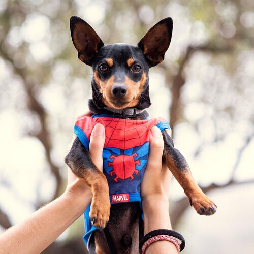 Spiderman - Camiseta de algodn para perro XXS